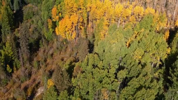 Gelbe Herbst-Espen-Blätter — Stockvideo