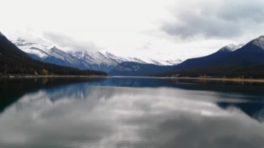 Sarı sonbahar kavak ağacı yaprakları