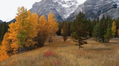 Sarı sonbahar kavak ağacı yaprakları