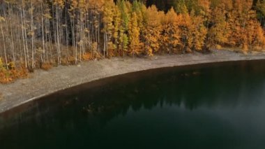 Sarı sonbahar kavak ağacı yaprakları