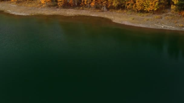 Gelbe Herbst-Espen-Blätter — Stockvideo