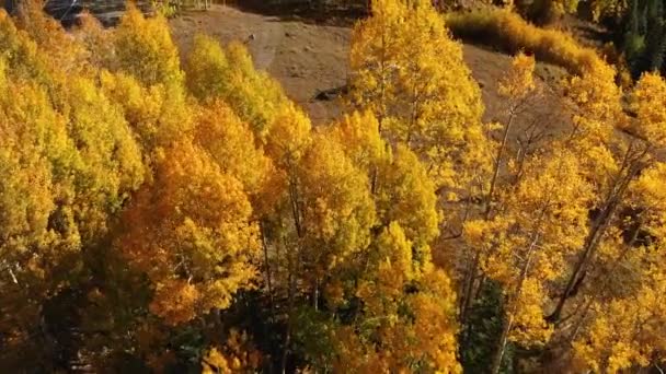 Kuning musim gugur pohon aspen daun — Stok Video