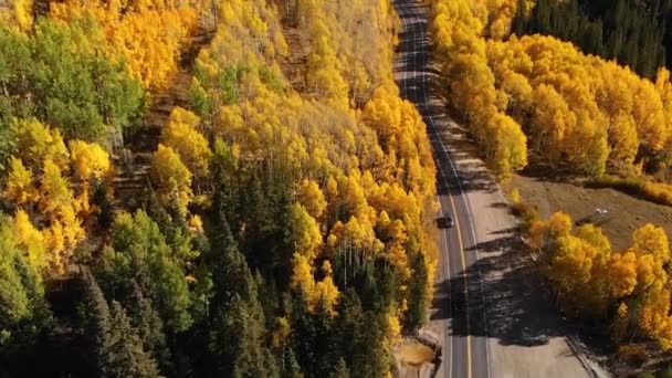 Gelbe Herbst-Espen-Blätter — Stockvideo