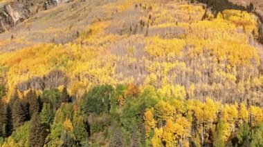 Sarı sonbahar kavak ağacı yaprakları