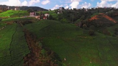 Rize Türkiye 'deki çay tarlaları