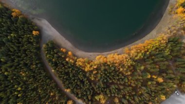 Sarı sonbahar kavak ağacı yaprakları