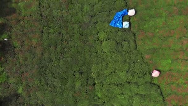 Piantagioni di tè in Rize Turchia — Video Stock