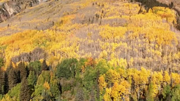 Gelbe Herbst-Espen-Blätter — Stockvideo