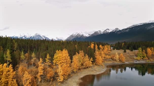 Желтые осенние листья осины — стоковое видео