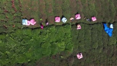 Rize Türkiye 'deki çay tarlaları