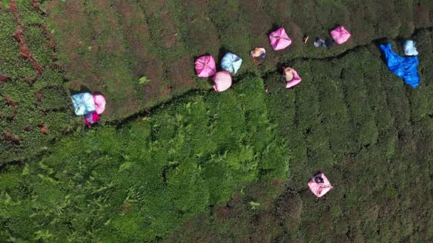 Tea plantations in Rize Turkey — Stock Video