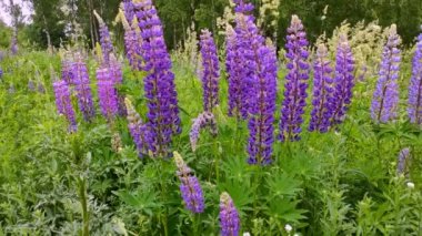 Güzel menekşe Lupin çiçek tarlası