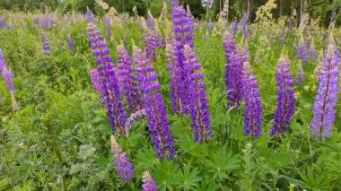 Güzel menekşe Lupin çiçek tarlası