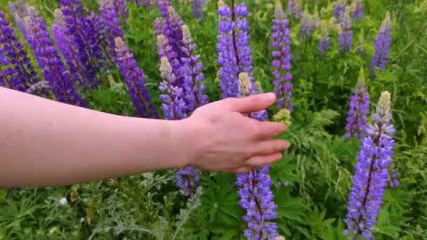 Vacker violett Lupin blommor fält — Stockvideo