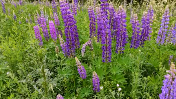 Prachtig violet Lupin bloemenveld — Stockvideo