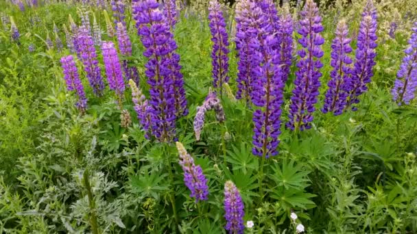 Krásná fialová Lupin květinové pole — Stock video