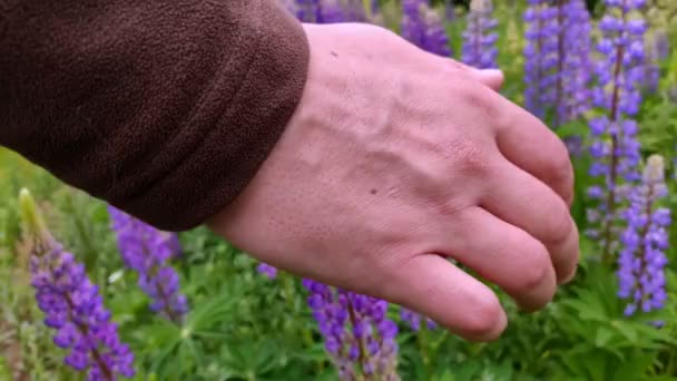Красивые фиолетовые цветы Люпена — стоковое видео