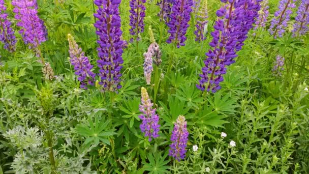 Bellissimo campo di fiori di Lupin viola — Video Stock