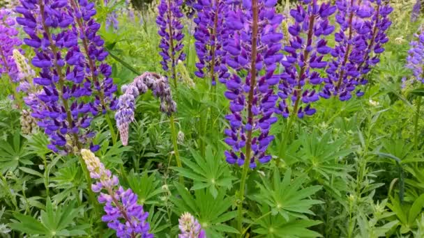 Beau champ de fleurs de lupin violet — Video