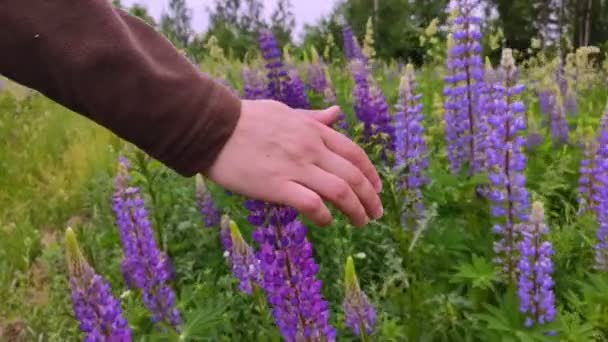 Bellissimo campo di fiori di Lupin viola — Video Stock
