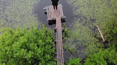 Bataklık manzaralı bitkiler