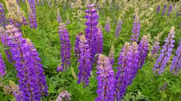 Vacker violett Lupin blommor fält — Stockvideo