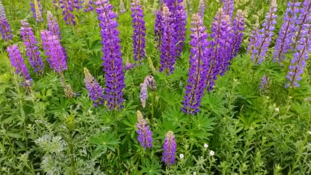 Beautiful violet Lupin flowers field — Stock Video