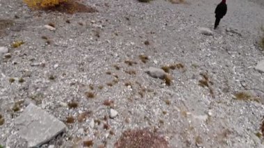 Sarı ağaçlı Kananaski Dağları 