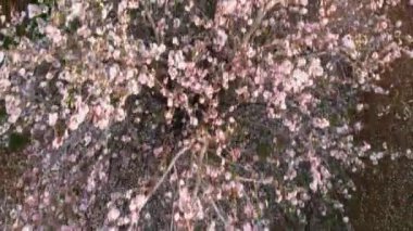 Badem ağaçlarının çiçek açmasının manzarası 