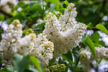 Beyaz Rusya 'nın Minsk kentindeki bir botanik bahçesinde çiçek açan leylak. Minsk 'te ilkbahar. Çiçekli leylaklar ve kestaneler. Şehirde yürü..