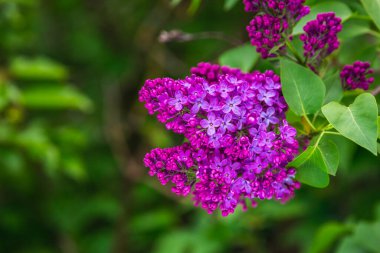Beyaz Rusya 'nın Minsk kentindeki bir botanik bahçesinde çiçek açan leylak. Minsk 'te ilkbahar. Çiçekli leylaklar ve kestaneler. Şehirde yürü..