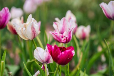 Beyaz Rusya 'nın Minsk kentindeki bir botanik bahçesinde çiçek açan laleler. Minsk 'te ilkbahar. Şehirde yürü..