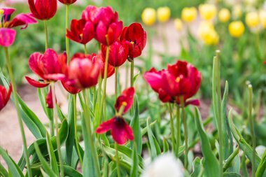 Beyaz Rusya 'nın Minsk kentindeki bir botanik bahçesinde çiçek açan laleler. Minsk 'te ilkbahar. Şehirde yürü..