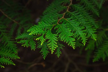 Beyaz Rusya 'nın Minsk kentindeki bir botanik bahçesinde çiçek açan leylak. Minsk 'te ilkbahar. Çiçekli leylaklar ve kestaneler. Şehirde yürü..