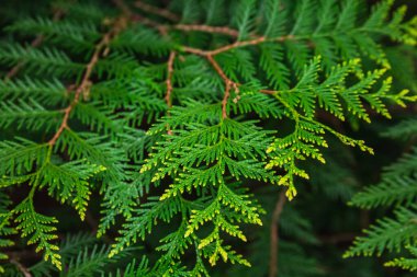 Beyaz Rusya 'nın Minsk kentindeki bir botanik bahçesinde çiçek açan leylak. Minsk 'te ilkbahar. Çiçekli leylaklar ve kestaneler. Şehirde yürü..