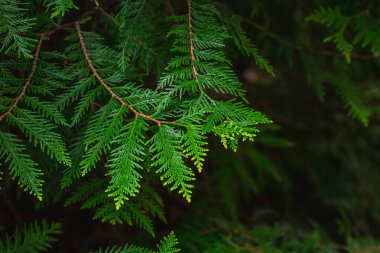 Beyaz Rusya 'nın Minsk kentindeki bir botanik bahçesinde çiçek açan leylak. Minsk 'te ilkbahar. Çiçekli leylaklar ve kestaneler. Şehirde yürü..