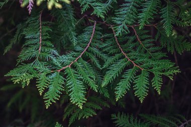 Beyaz Rusya 'nın Minsk kentindeki bir botanik bahçesinde çiçek açan leylak. Minsk 'te ilkbahar. Çiçekli leylaklar ve kestaneler. Şehirde yürü..