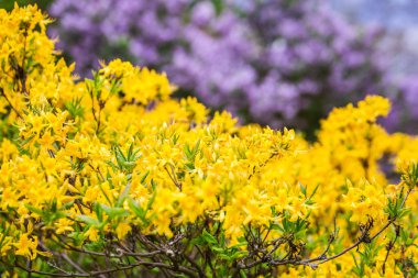 Beyaz Rusya 'nın Minsk kentindeki bir botanik bahçesinde çiçek açan leylak. Minsk 'te ilkbahar. Çiçekli leylaklar ve kestaneler. Şehirde yürü..