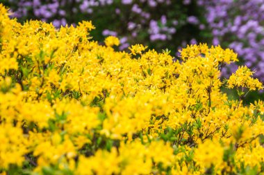 Beyaz Rusya 'nın Minsk kentindeki bir botanik bahçesinde çiçek açan leylak. Minsk 'te ilkbahar. Çiçekli leylaklar ve kestaneler. Şehirde yürü..