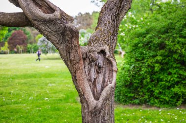 Beyaz Rusya 'nın Minsk şehrinin botanik bahçesindeki yaşlı ağaç. Minsk 'te ilkbahar. Çiçekli leylaklar ve kestaneler. Şehirde yürü..
