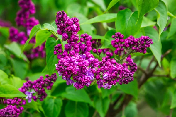 Kvetoucí Šeřík Botanické Zahradě Města Minsk Bělorusko Jaro Minsku Kvetoucí — Stock fotografie