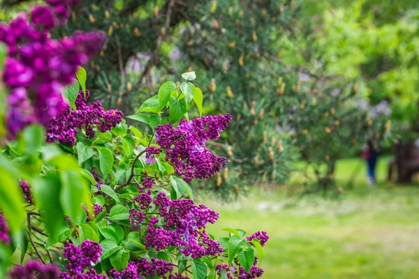 Kvetoucí Šeřík Botanické Zahradě Města Minsk Bělorusko Jaro Minsku Kvetoucí — Stock fotografie