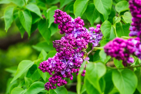 The blossoming grade lilac in a botanical garden of the city of Minsk, Belarus. Spring in Minsk. Blooming lilacs and chestnuts. Walk in the city.