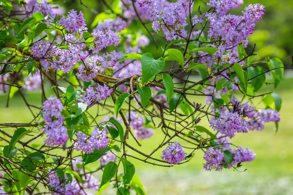 Kvetoucí Šeřík Botanické Zahradě Města Minsk Bělorusko Jaro Minsku Kvetoucí — Stock fotografie