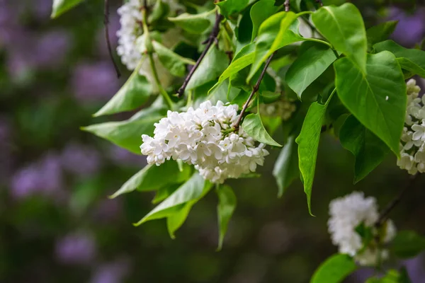 Kvetoucí Šeřík Botanické Zahradě Města Minsk Bělorusko Jaro Minsku Kvetoucí — Stock fotografie