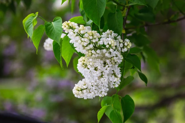 Kvetoucí Šeřík Botanické Zahradě Města Minsk Bělorusko Jaro Minsku Kvetoucí — Stock fotografie