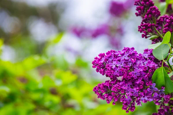 Blossoming Grade Lilac Botanical Garden City Minsk Belarus Spring Minsk — Stock Photo, Image