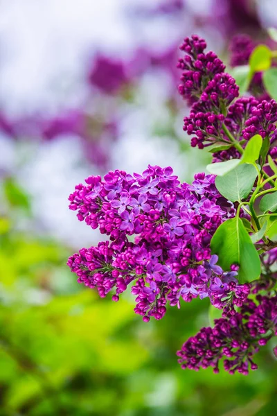 Kvetoucí Šeřík Botanické Zahradě Města Minsk Bělorusko Jaro Minsku Kvetoucí — Stock fotografie