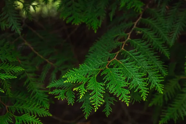 Kvetoucí Šeřík Botanické Zahradě Města Minsk Bělorusko Jaro Minsku Kvetoucí — Stock fotografie