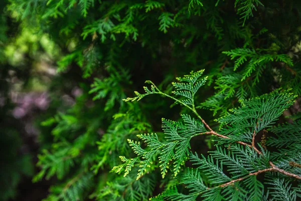 Kvetoucí Šeřík Botanické Zahradě Města Minsk Bělorusko Jaro Minsku Kvetoucí — Stock fotografie